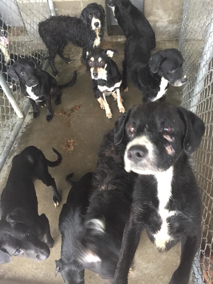 Frank dogs 2.jpg